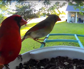 two birds in a bird feeder cam